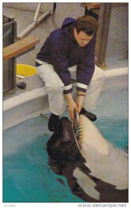 Feeding SKANA the Killer Whale , Aquarium , Stanley Park , VANCOUVER , B.C....