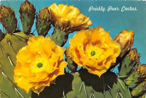 Prickly Pear Cactus - 