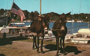 Vintage Postcard When Shall We Three Meet Again Donkeys Animal Boat Harbor