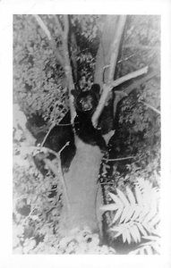 Bear in Tree Bear 1978 real photo