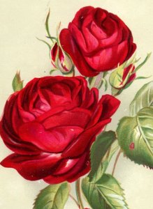 1880s Victorian Card Bright As These Flowers May Your Christmas Be #B