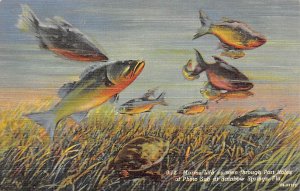 Marine Life as Seen Through Port Holes Rainbow Springs FL Postcard