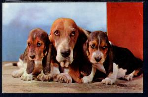 Basset Hounds Dogs BIN