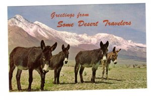 Four Donkeys, Desert Travelers, Burros by Desert Graphics