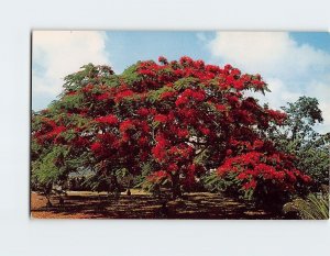 Postcard the Royal Poinciana or Flame tree, Florida