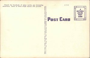 Key West Florida FL Turtle Crawls Sea Turtles Vintage Postcard