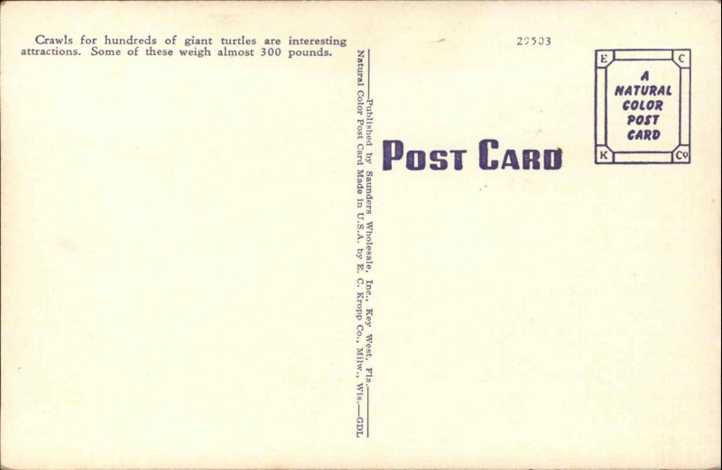 Key West Florida FL Turtle Crawls Sea Turtles Vintage Postcard