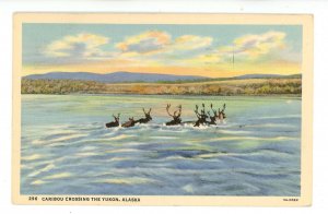 AK - Caribou Crossing the Yukon River