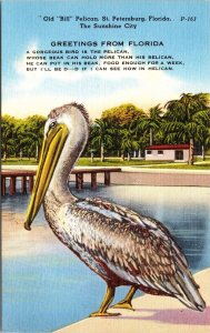 Greetings Florida OLd Bill Pelican St Petersburg Tropical Trees Pier Postcard 