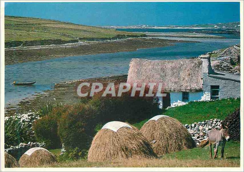 Postcard Modern People Places Ireland Connemara Donkey Donkey