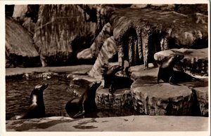 RPPC Vintage Postcard Sealions Tierpark Hagenbeck Zoo Germany KJ3