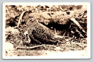 RPPC Partridge with her Chick Cannon Mountain New Hampshire VTG Postcard 1516