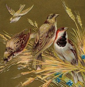 1907-15 A Merry Christmas Postcard Song Birds Embossed Gold Back Round Floral 