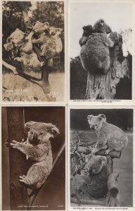 Koala Bear Rose Series National Park 4x Old Real Photo Postcard s