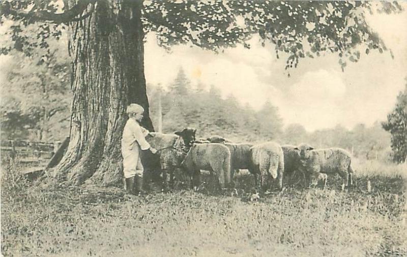 Little Boy in Boots  With Sheep Pastoral Scene Divided Back Photo Postcard