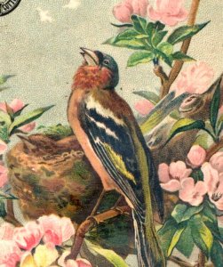 1880s Clark's Mile-End Thread Artist Hector Giacomelli's The Lark Song Bird F108