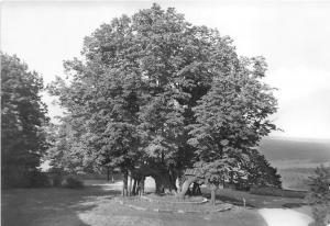 BG29410 augustusburg erzgeb alte linde  germany CPSM 14.5x10cm