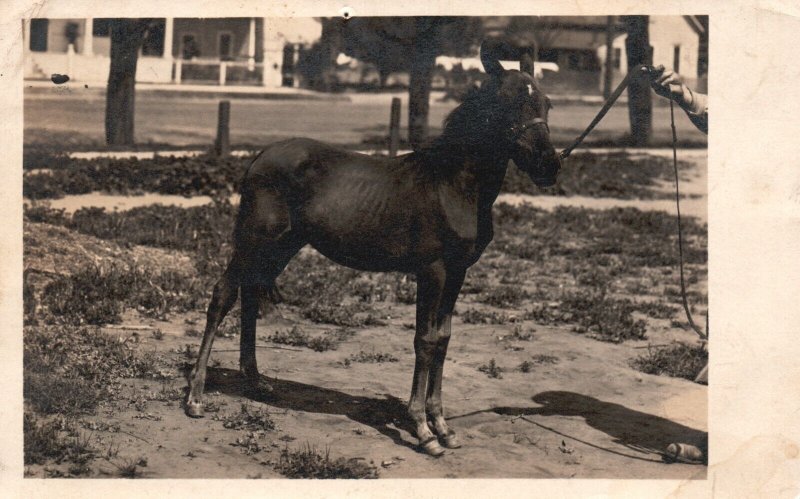 Postcard Real Photo Young Black Horse in Yard RPPC 