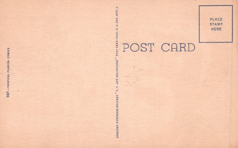 Vintage Postcard Monkey On Coconut Tree Peed On Couple It's Starting To Rain