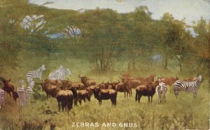 Teddy Roosevelt African Expedition Postcard Capper Series Zebras and Gnus