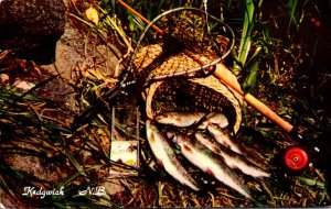 Canada New Brunswick Kedgwick Fishing A Good Day's Catch