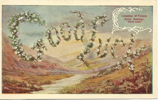 White Heather Flowers Good Luck Language of Flowers Vintage Postcard over 100 yr