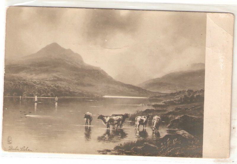 Cows in Bala Lake Tuck Real Photograph  Ser. PC # 5075