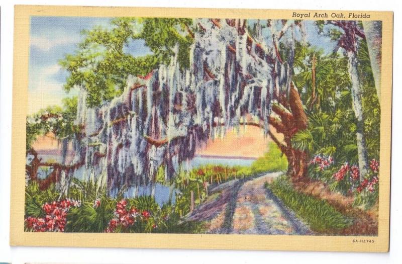 Royal Arch Oak Florida FL Vintage Curteich Linen Postcard