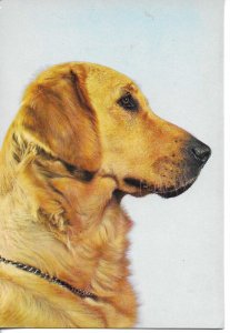 Animal. Dog Modern Spanish photo postcard 1970s