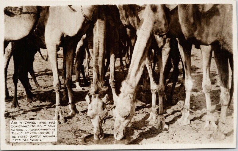 Camels Drinking Water Buchanan Sahara Expedition Africa Unused RPPC Postcard E73