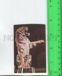 481878 USSR 1988 year trained tiger Original old Pocket CALENDAR