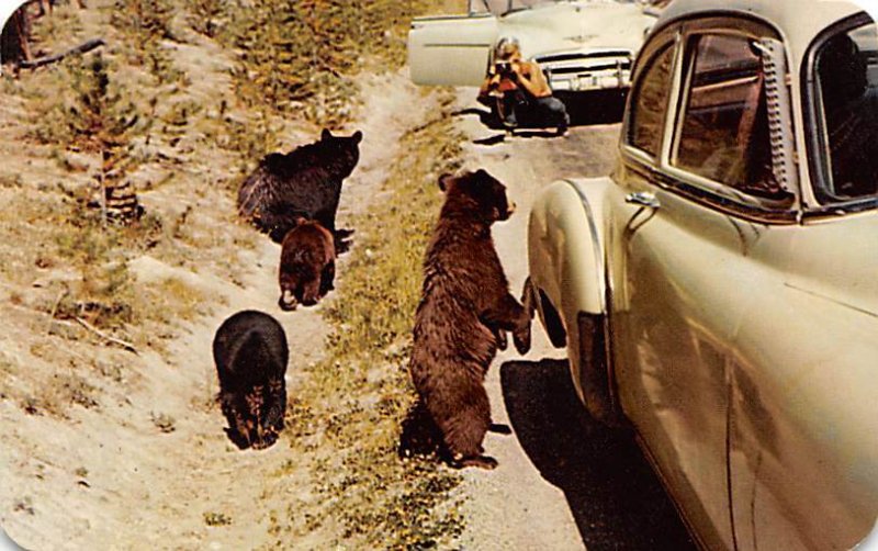 Bear Beggars Yellowstone National Park, WY, USA Bear 1962 Missing Stamp 