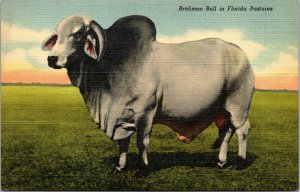 Vtg 1940s Brahman Bull In Florida Pastures Cattle Curteich Linen Postcard