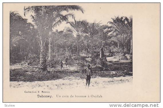 DAHOMEY . 00-10s ; Un coin de brousse a Ouidah