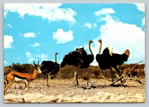 Ostriches Etosha National Park Namibia S.W.A.  4x6 Vintage Postcard 0424