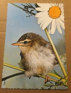 UNUSED POSTCARD - YOUNG WILLOW WARBLER - MADE IN GERMANY