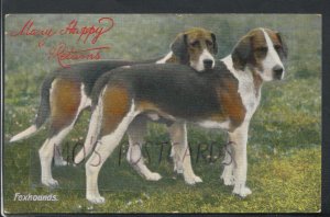 Animals Postcard - Dogs - Foxhounds - Many Happy Returns RS17762