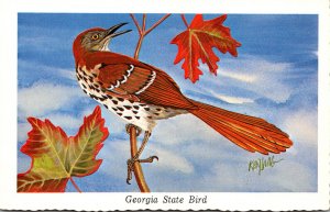 Georgia State Bird The Brown Thrasher