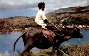 Guam Native Carabao Water Buffalo c1950-60s Vintage Postcard