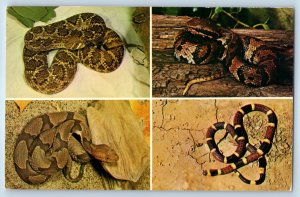 1987 Triangle Virginia Postcard Poisonous Snakes Price William Forest Park