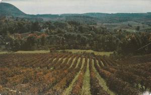 Grapes and Vineyards on Hills near Naples NY, New York