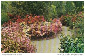 South Carolina Charleston Magnolia Gardens World's Most Beautiful Garden