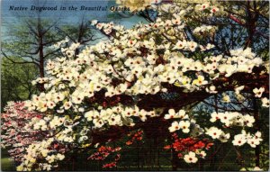 Vtg 1930s Native Dogwood Trees in the Beautiful Ozarks Linen Postcard