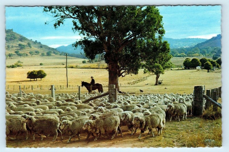 AUSTRALIA ~ SHEEP Grazing Scene Man on HORSE Eucalyptus Tree c1960s  Postcard