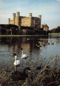 B101762 australian black swans and whooper swans leeds castle   uk