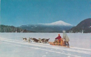 Winter Sports Husky Dog Sled Team Lake Placid New York