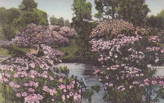 South Carolina Charleston Azalea Pool Middleton Place Gardens Albertype