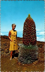 Haleakala National Park Maui Hawaii Silversword Postcard Standard View Card