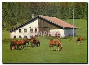 Modern Postcard the grazing Franches Mountains