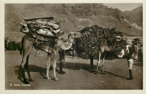 Yemen Aden ethnic community life camels transportation real photo postcard 